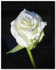 Photo 201644