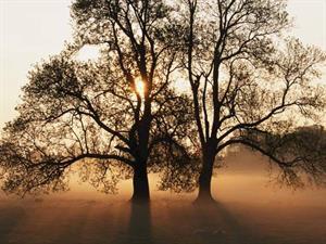 Photo 203281