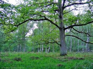 Photo 204987