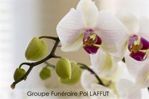 Photo 238768
