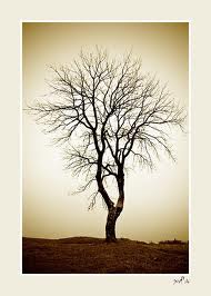 Photo 246222