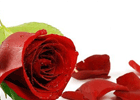 Photo 247991