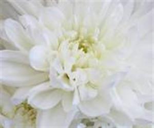 Photo 260180