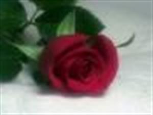 Photo 281632