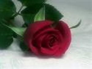 Photo 283079