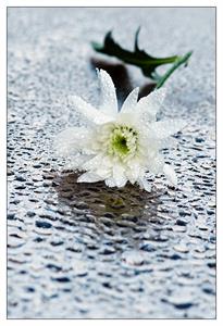 Photo 284515