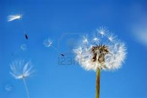 Photo 443922