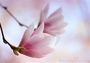 Photo 451448