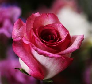Photo 454131