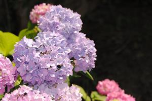 Photo 490601