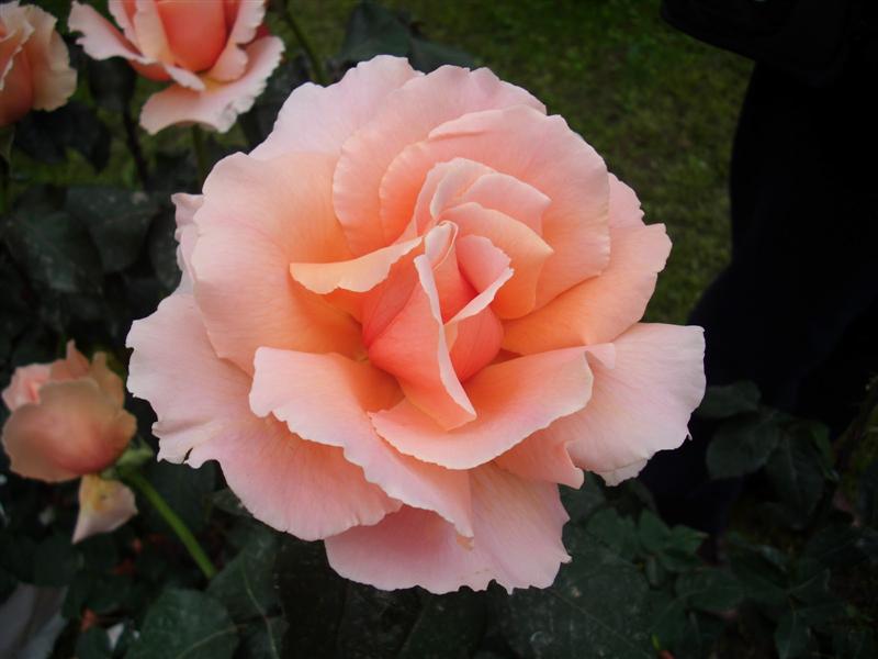 Photo 492473