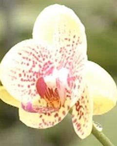 Photo 723249