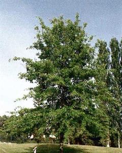 Photo 727918