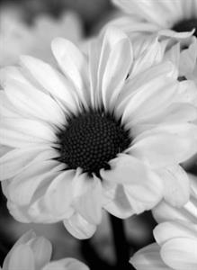 Photo 729019