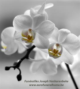 Photo 737411