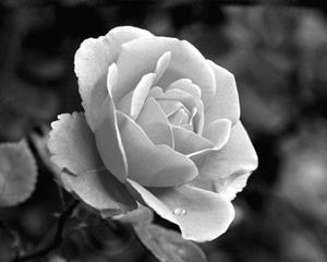 Photo 776897