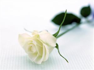 Photo 780771