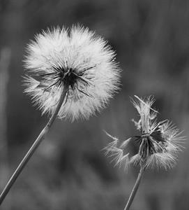 Photo 819152