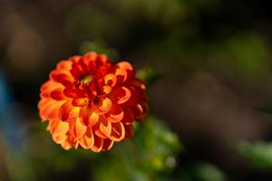 Photo 947177