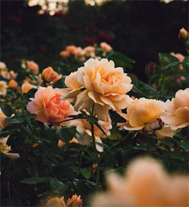 Photo 949783