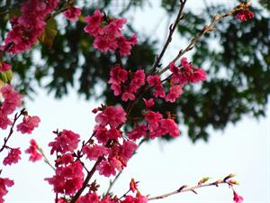 Photo 950727
