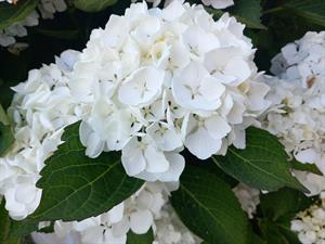 Photo 964731