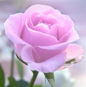 Photo 966769
