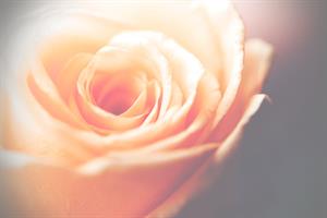 Photo 970177